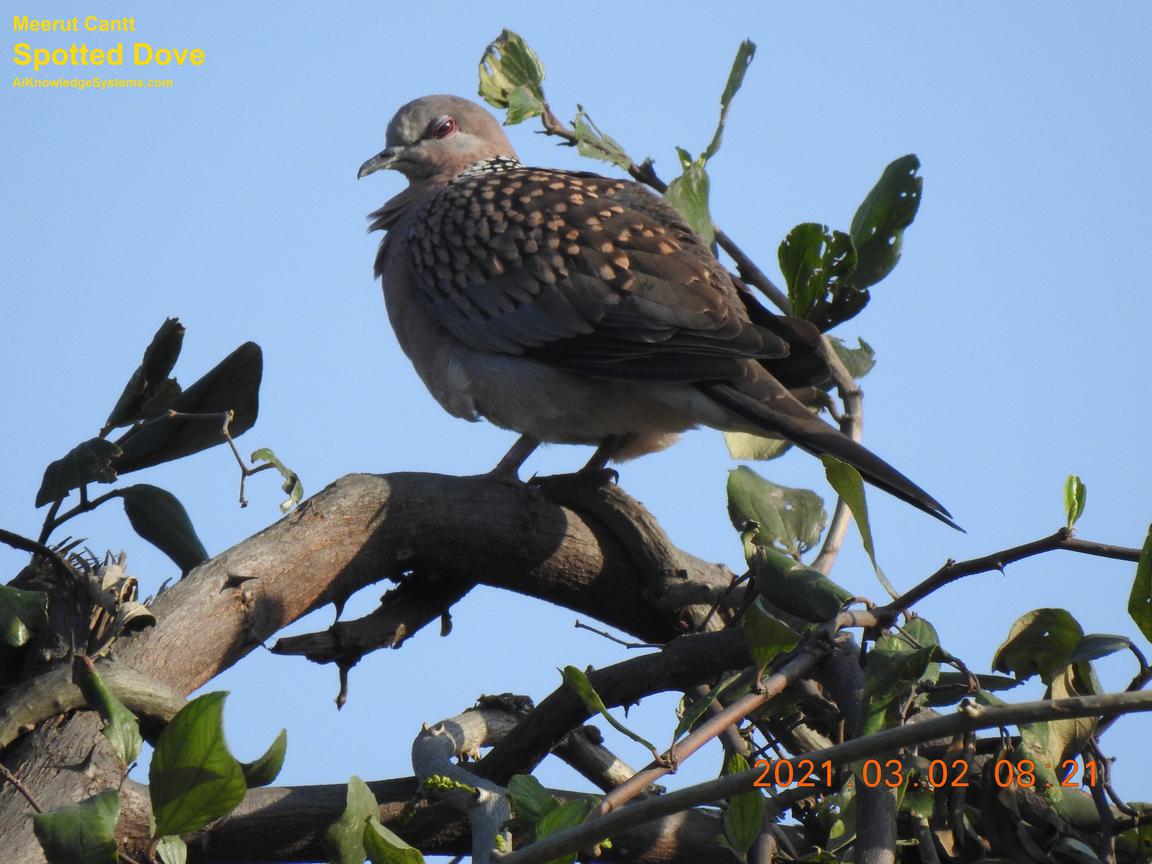 Dove Spotted (127) Coming Soon